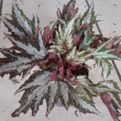 Begonia Sumatra Green
