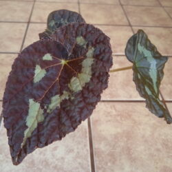 Begonia sizemoreae red form