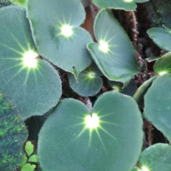 Begonia subasida