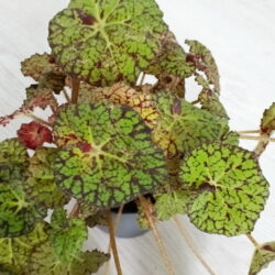 Begonia Lime Royalle