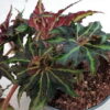 Heracleifolia Vampire_2
