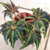 Heracleifolia Vampire_3