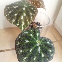 pustulata_1
